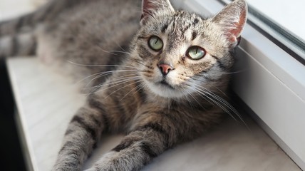 beautiful cat sitting by the window © bartazar