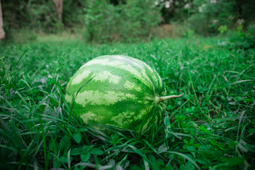 Green watermelon on grass or growing watermelon in garden.