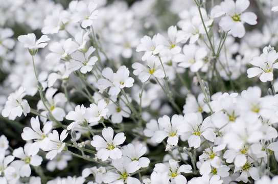 Fototapeta Cerastium tomentosum in bloom. Beautiful white summer flowers. Floral background.