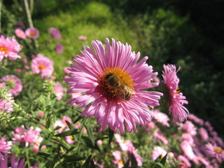 bee on a flower photo shoot 2