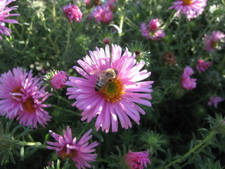 flowers in the garden with bee