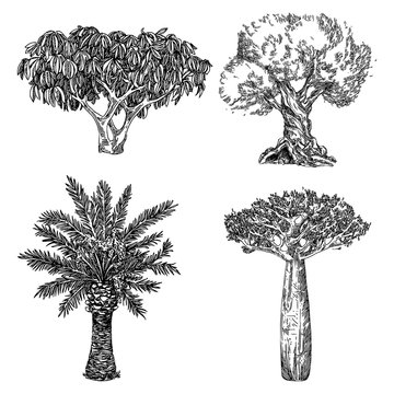 Set of tropical trees. Palm, baobab, scheffler tree and olive. Engraving style. Vector illustration.