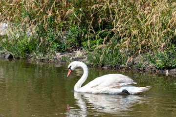 The white swan is swimming in the lake