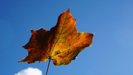 niebo jesień klon liść