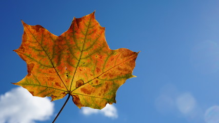 niebo jesień klon liść