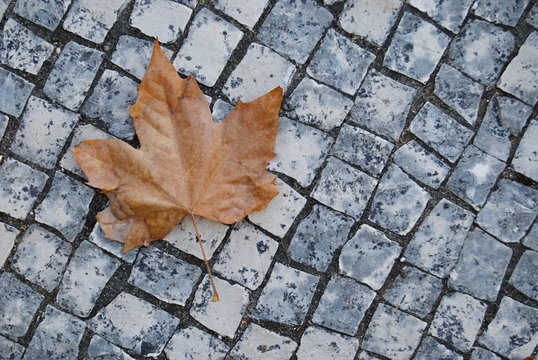 Uma folha seca em tons alaranjados na entrada do outono ca&iacute;da no ch&atilde;o feito em pedra pequena branca - cal&ccedil;ada portuguesa