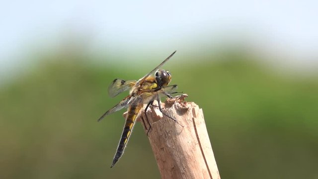 Libelle