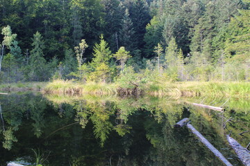 Dead lake near Skole