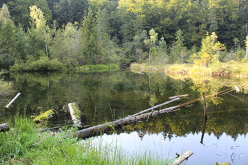 Dead lake near Skole