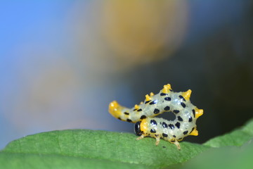  Gelb, Grau und Schwarz  Raupe  -  Breitfüßige Birkenblattwespe   (  Croesus septentrionalis  )  mit Bokeh
