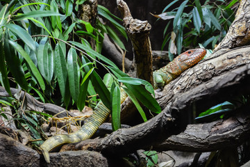 Northern Caiman lizard. Caiman lizard is a species of large semi-aquatic lizards of the family teyid. Lives in South America. Powerful dual scales on the neck, tail and back. Northern Cayman lizard.