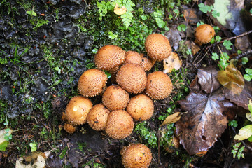 A family of round mushrooms raincoats growing on a tree.