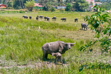 Buffalo in Langkawi island, Malaysia