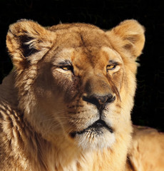 Lion in a zoo with a black background