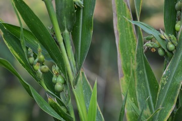 Obraz premium Coix lacryma-jobi