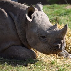 Eastern black rhino