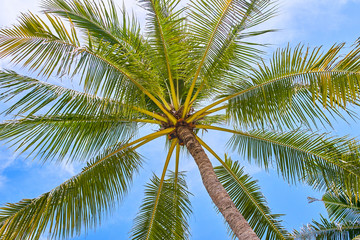 Fototapeta premium Palms on the blue sky