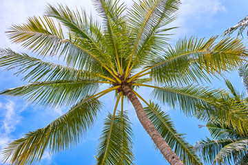 Fototapeta premium Palms on the blue sky