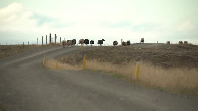 Icelandic sheep walking on dirt road toward horizon, Iceland.mov