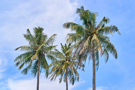 Palms on the blue sky