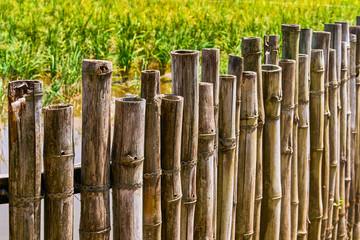 Bamboo tree fence