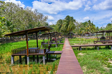 Fototapeta na wymiar Scenic view of rice paddy fields with palm trees on a rice farm in Langkawi, Kedah, Malaysia.