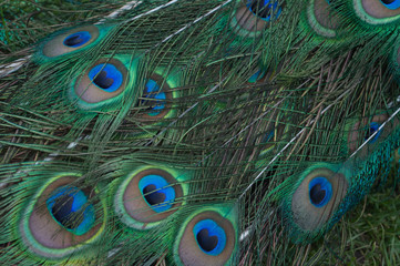 Fototapeta premium Many Peacock Feathers