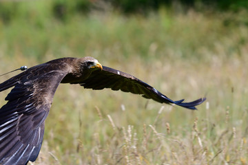 Portrait of a black kite (milvus migrans) flying in a falconry display