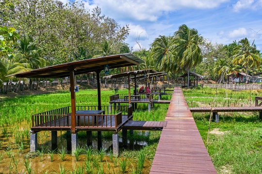 Scenic view of rice paddy fields with palm trees on a rice farm in Langkawi, Kedah, Malaysia.