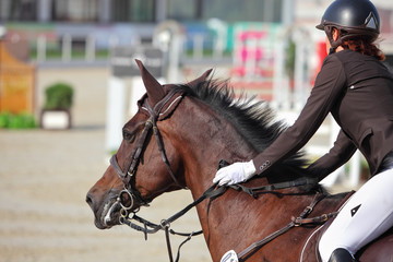 Obraz premium Equestrian training. Young sportswoman taking her course on Show jumping training 
