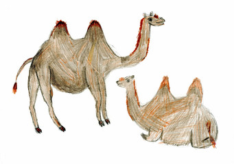 Two camels on a white background. Children's drawing