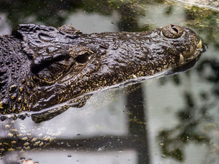Alligator in Water, Close Up, Head Above Water Surface