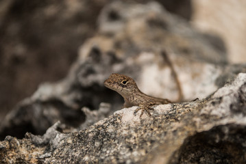 A cute little lizard has been captured clambering over some rocky terrain. The background has been blurred to draw attention to the little guy