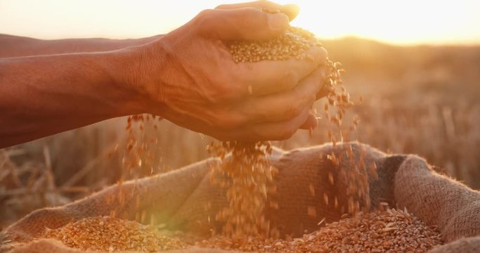 Hands of farmer touching and sifting wheat grains in a jute sack after good harvest. agriculture concept, closeup 4k