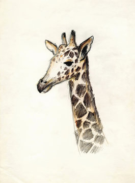 The head of a giraffe on a light background. Drawing colored pencils