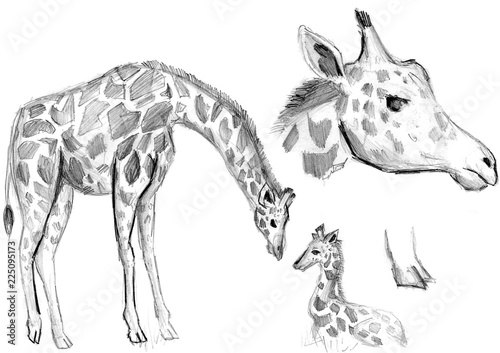 "Drawings of a giraffe on a white background a simple pencil" Stock