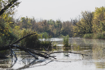 an autumn landscape in a marsh with a reed