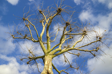 tree with a blue sky