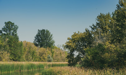 an autumn landscape in a marsh with a reed