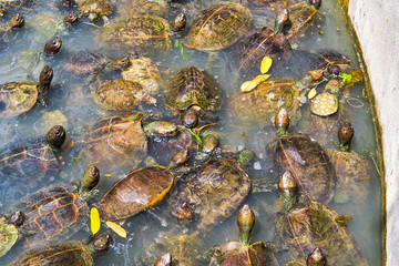 Fototapeta na wymiar Lot of turtles on the pond