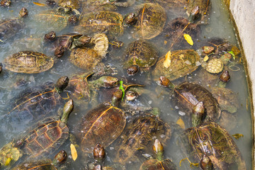 Lot of turtles on the pond