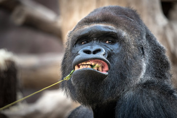 Gorila big male eating