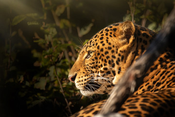 Leopard detail