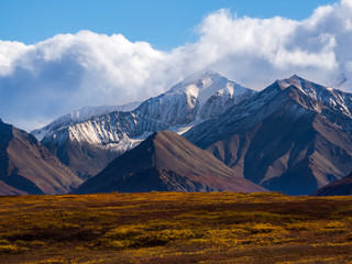 Obraz premium Snowcapped Peak Rising Above Autumn Tundra Landscape, Denali National Park, Alaska
