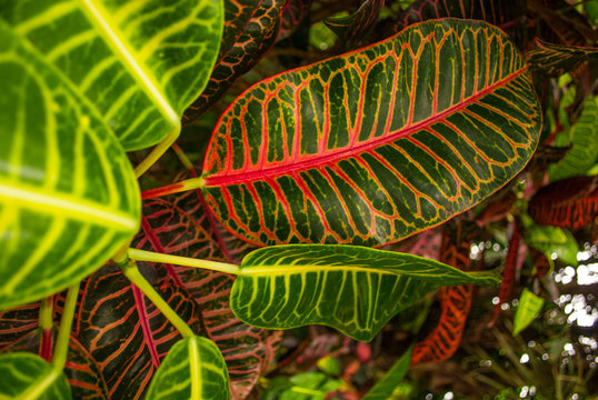 Lush tropical plant life that is found in hot jungle areas. This beautiful vegetation that has been shot in the Cayman Islands, Caribbean, bursts with life.