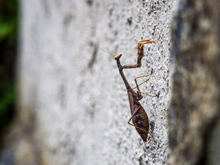 Praying Mantis on Stone Wall, Close Up