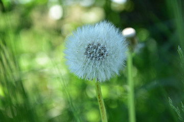An isolated dandelion on the green field