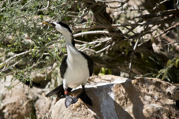 pied cormorant