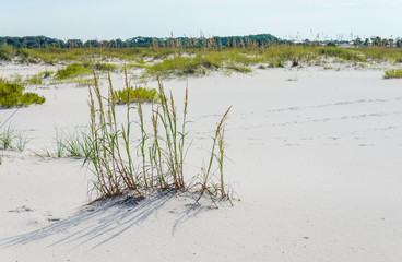 Ocean beach scene of sea grass on seashore sand.  Beautiful natural outdoor scenic tourist destination for recreation and relaxation. Tropical ocean beach sand and foliage.