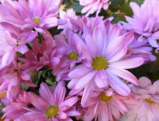 Close-up of pink Chrysanthemums flowers.